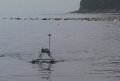 Изображение к новости Роботы остановят медуз на пути к побережью