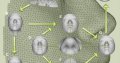 Изображение к новости Ученые смогли воссоздать 3D модель лица по ДНК