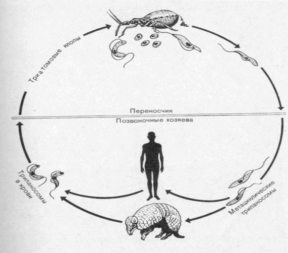 Рассмотрите рисунок на котором представлен цикл развития трипаносомы и ответьте на вопросы