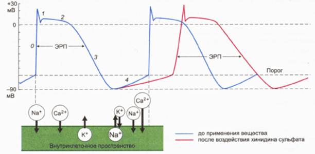 Дипломная работа: Активность карбоксипептидазы N и ангиотензинпревращающего фермента в сыворотке крови у онкологических больных при химиотерапевтическом воздействии