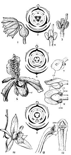 Схема пестро. Венерин башмачок диаграмма цветка. Пальчатокоренник пятнистый диаграмма цветка. Семейство Орхидные формула цветка. Венерин башмачок формула цветка диаграмма.