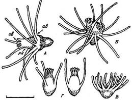     tubularia larynx (leptolida, tubulariidae)