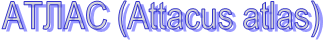  (Attacus atlas)