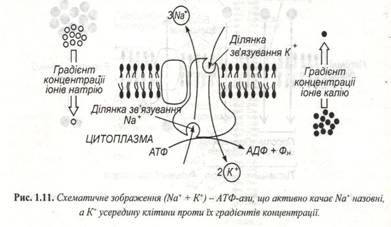 : C:\Documents and Settings\\ \ \\ 036.jpg