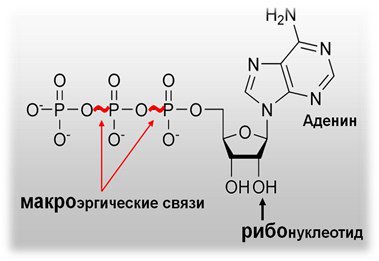 http://900igr.net/datas/khimija/Stroenie-DNK-i-RNK/0027-027-Adenozin-trifosfat.jpg